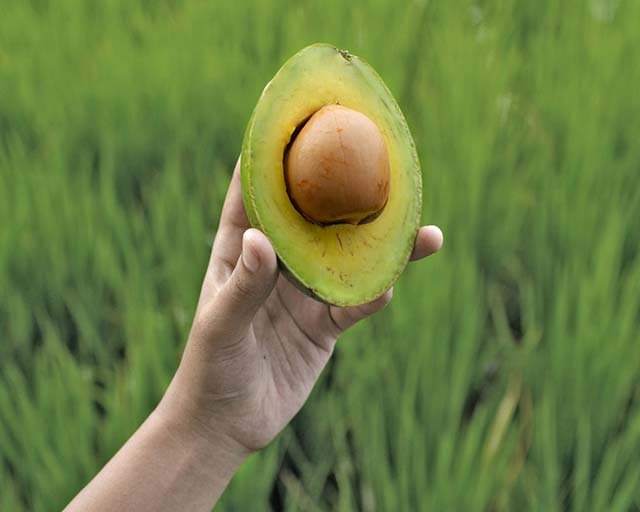 Avocado meal with fresh ingredients