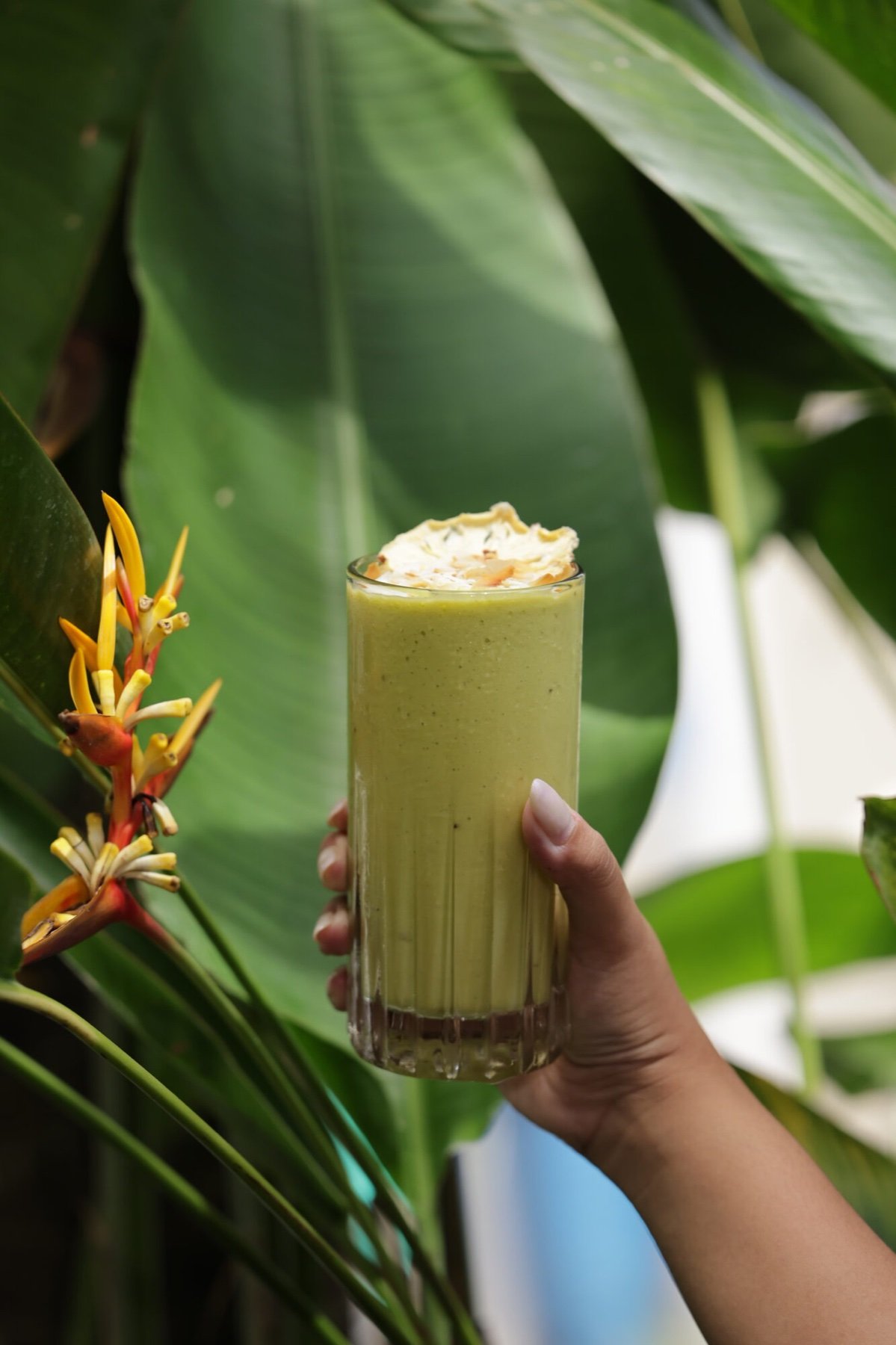 Green avocado smoothie held in front of tropical leaves at The Avocado Factory