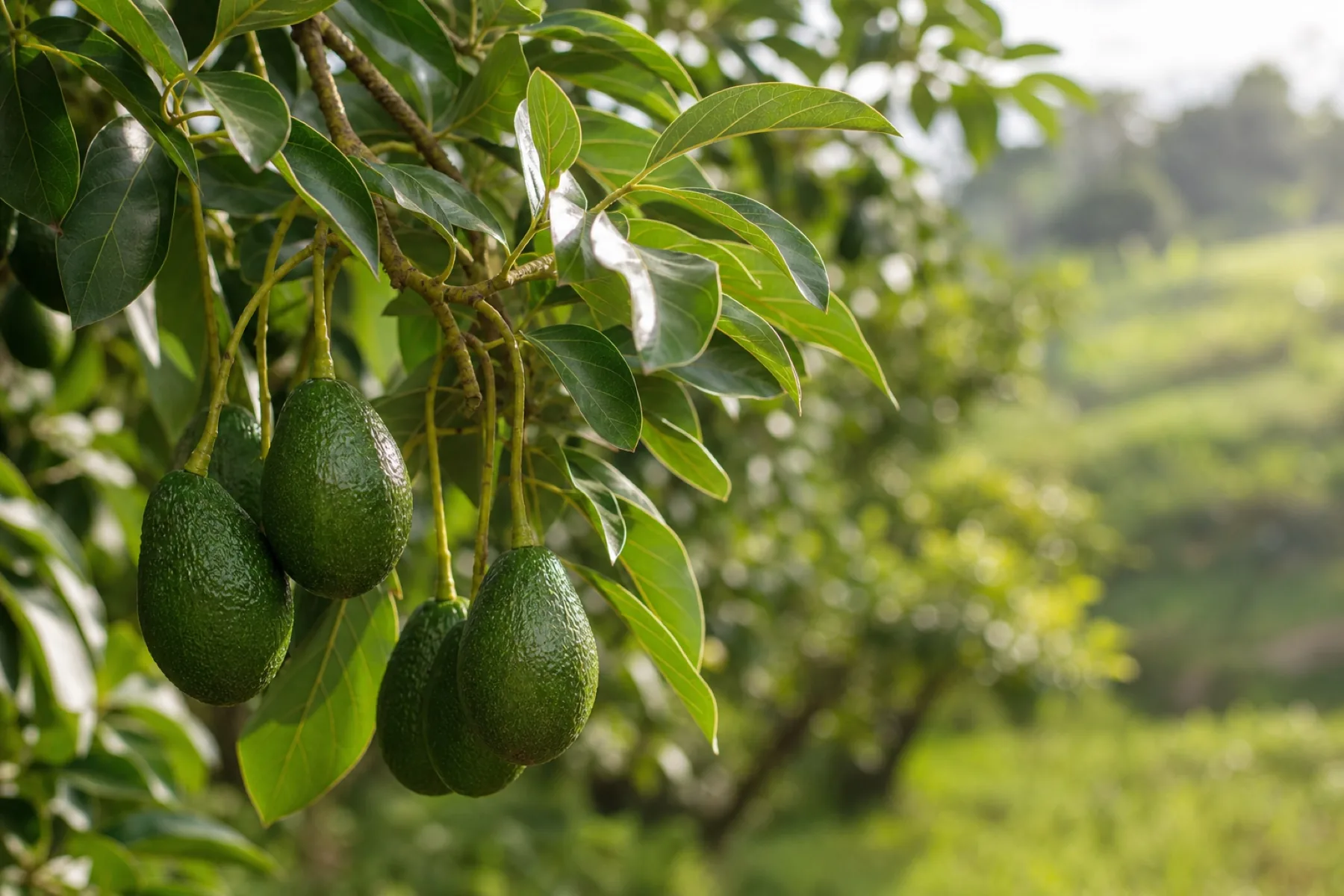 Avocado tree branch with young avocados growing before harvest